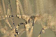 Spinnenweb met dauwdruppels zonsopkomst | Natuur van Nanda Bussers thumbnail