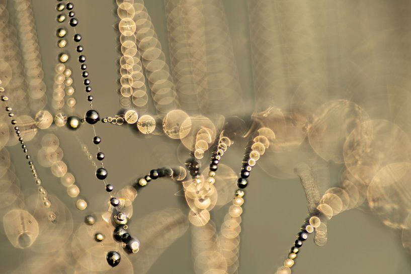 Spinnenweb met dauwdruppels zonsopkomst | Natuur van Nanda Bussers
