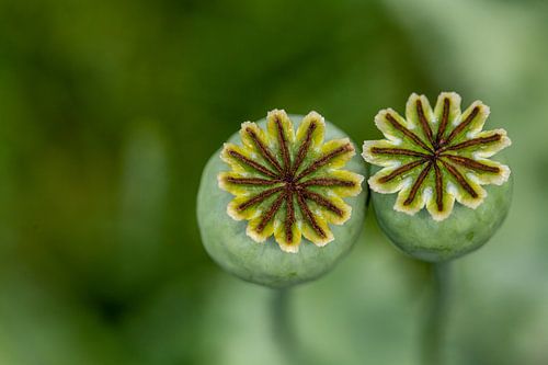 Two poppy bulbs by Caroline van der Vecht