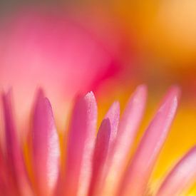 IJsbloemetje close-up nr 2 van Rens Kromhout