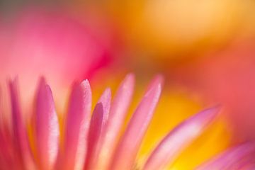 Ice cream flower close-up no 2 by Rens Kromhout