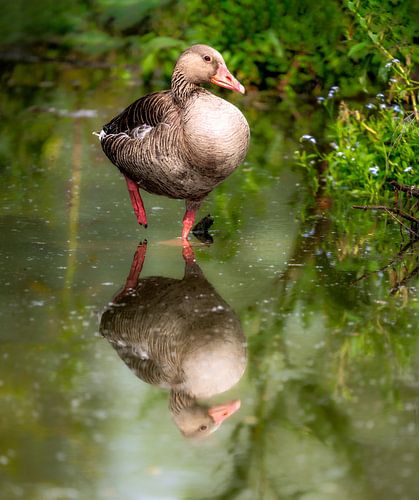 Grauwe gans staand in water
