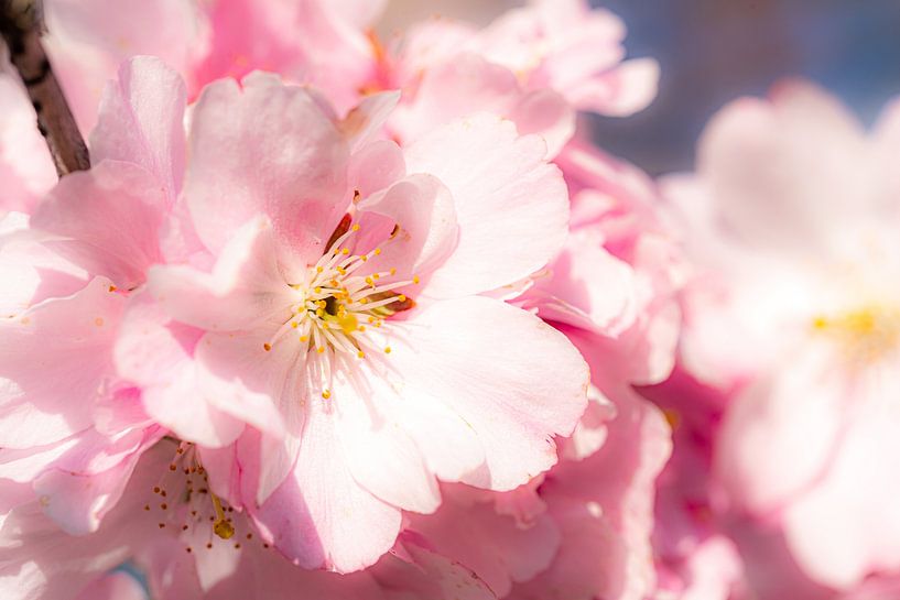 Makro zart blühende Blüte der Kirsche mit Bokeh von Dieter Walther