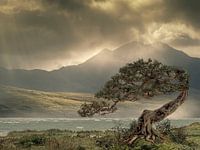 Desolate landscape