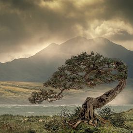 Desolaat landschap van Ton Buijs