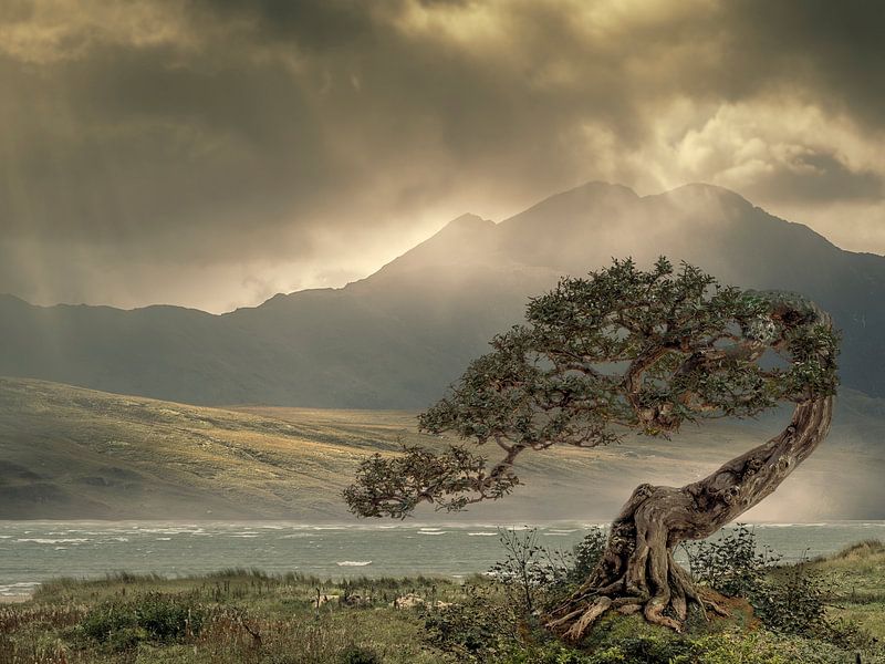 Paysage de désolation par Ton Buijs