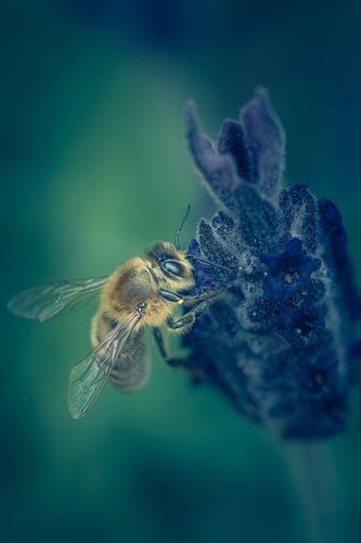 Une abeille dans la lavande sur Steffen Peters