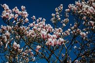 Magnolias Forever ! van Huib Vintges thumbnail