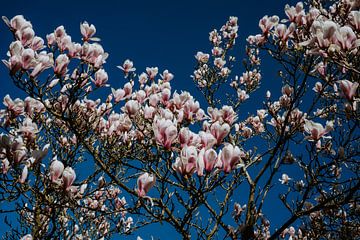 Magnolias Forever ! van Huib Vintges