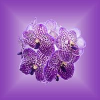 Orchideeën op purper achtergrond.