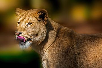 Magnifique portrait coloré d'une lionne. sur Gianni Argese