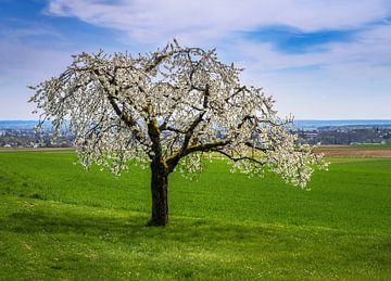 Weiß blühender Kirschbaum von ManfredFotos