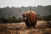 Schottischer Highlander in der Westerheide