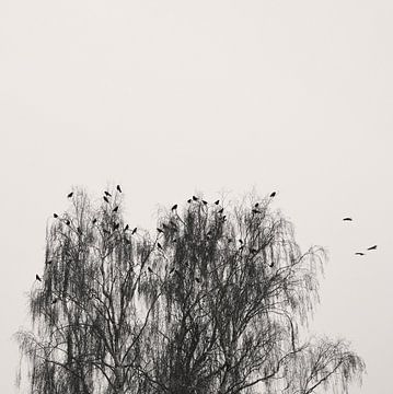 Pause (Vögel) van Lena Weisbek