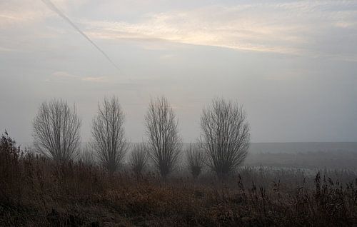 Rij Knotwilgen in de mist