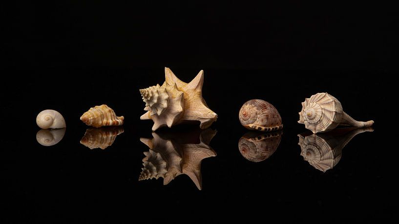 Shells by Elles Rijsdijk