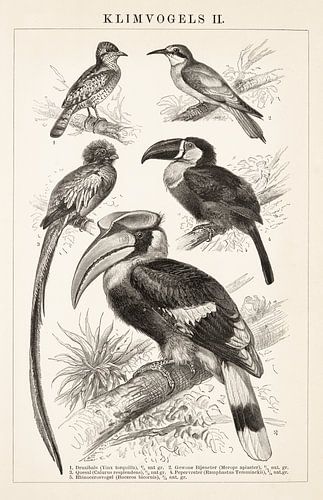 Vintage gravure Klimvogels II