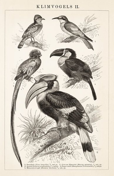 Vintage-Gravur Klettervögel II von Studio Wunderkammer