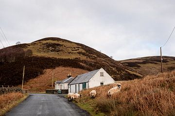 Schotse schapen over de weg | door Holly Klein Oonk van Holly Klein Oonk