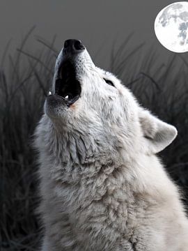 Huilende Hudson Bay Wolf