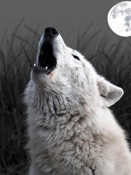Heulender Hudson Bay Wolf von Edwin Butter