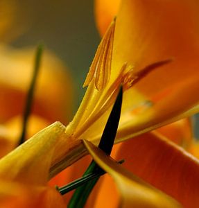 Soleil de printemps 