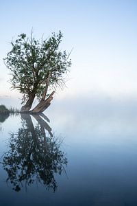 Arbre réfléchissant
