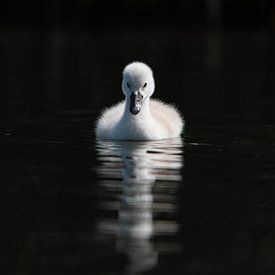 petit cygne fond foncé sur Robinotof