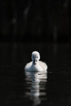 little swan dark background van Robinotof