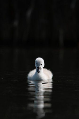 little swan dark background