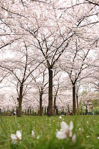 Sakura.3
