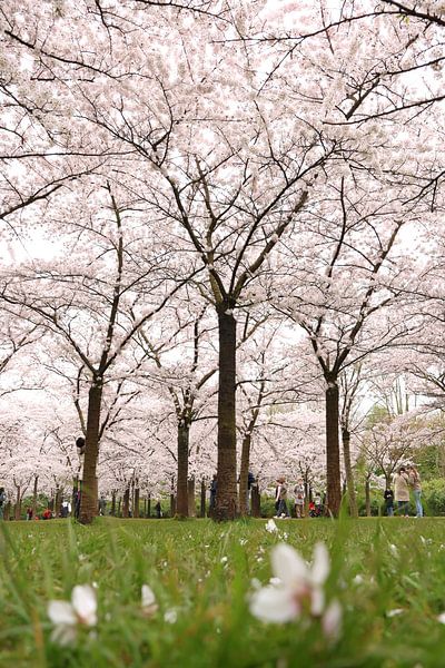 Sakura.3 von Daniëlle Eibrink Jansen