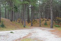 Weg durch die Dünen