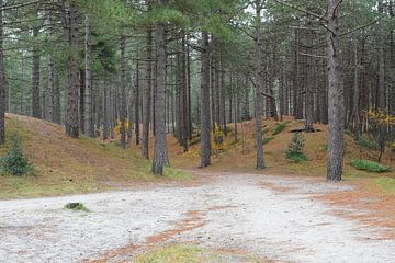 Weg durch die Dünen