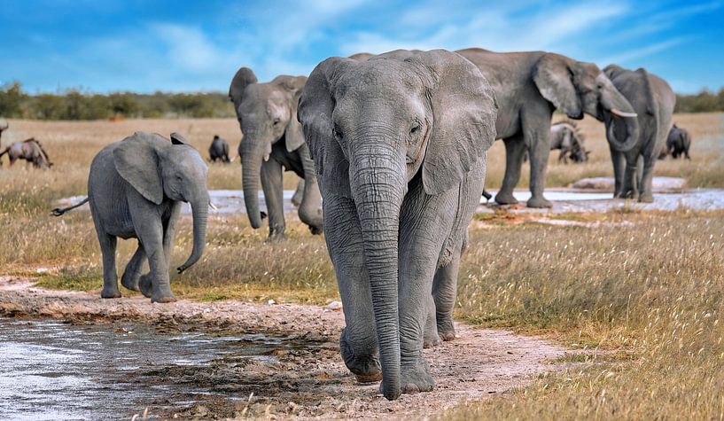 Éléphants dans le parc national d'Etosha, Namibie par W. Woyke