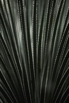 Leaf Structure Symmetry in Spiky Repetition