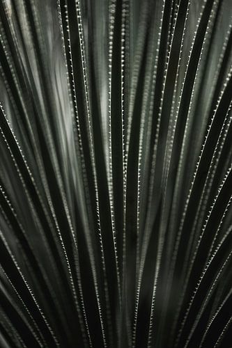 Blad Structuur Symmetrie in Stekelige Herhaling