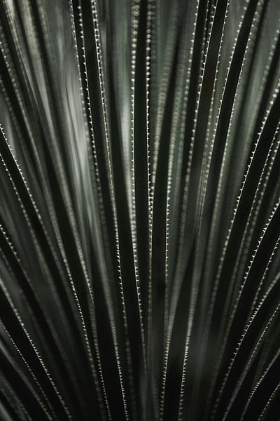 Blattstruktursymmetrie in stacheliger Wiederholung von Femke Ketelaar