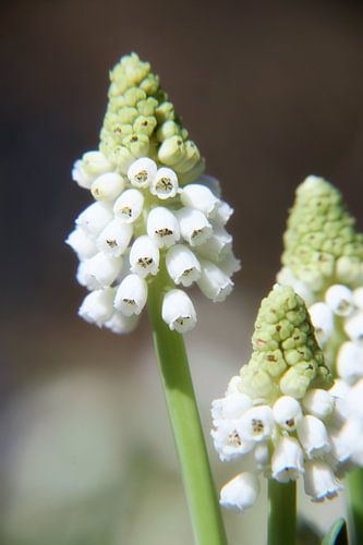 witte druifjes op een steeltje