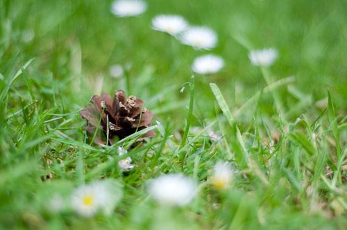 Dennenappel in het gras