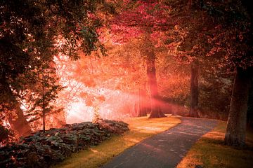 Hello morning sunshine by Marc Hollenberg