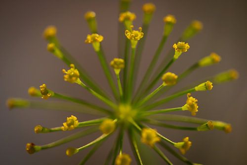Dill Anethum (Dill)