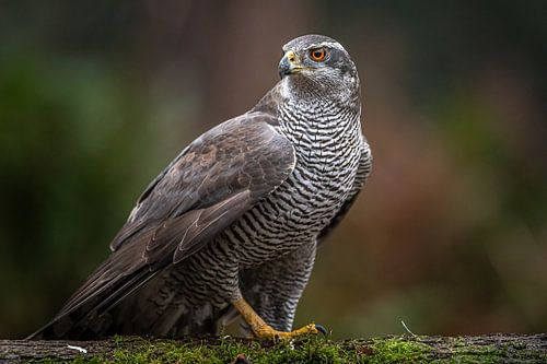 Havik van Linda Raaphorst