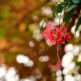 Egyptische bloem by Jacqueline van Leeuwen