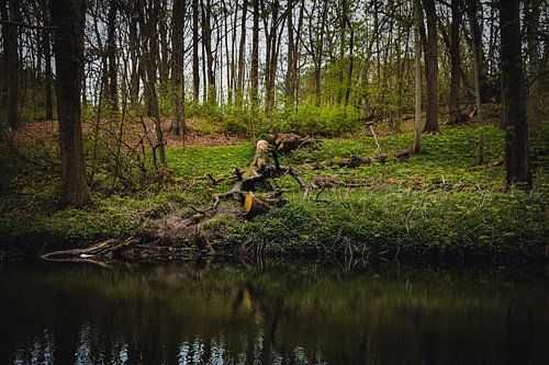 Baumstumpf entlang des Wassers
