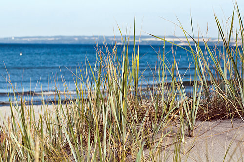 Duin met strandgras op het eiland Rügen 