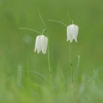 Kievitsbloemen van Ton Valk