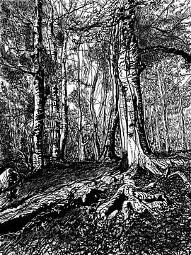 Ein Hang voller Wurzeln (Veluwezoom)