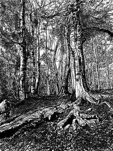 Een helling vol wortels (Veluwezoom) van Dolm