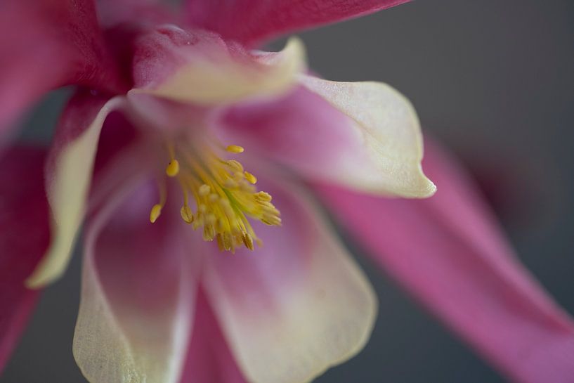 Close up pink columbine by Gaby Hendriksz